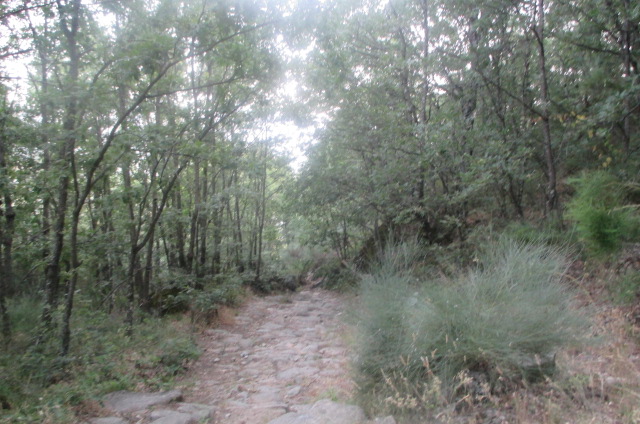 Punto D