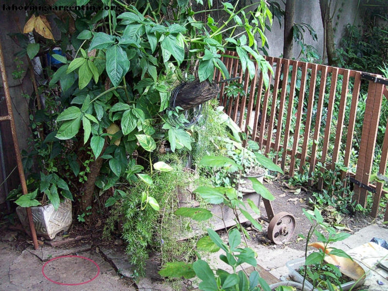 Jardin_4