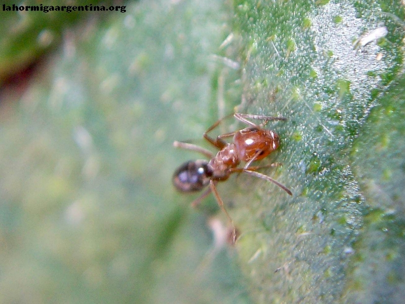 Dorymyrmex en cardo #1