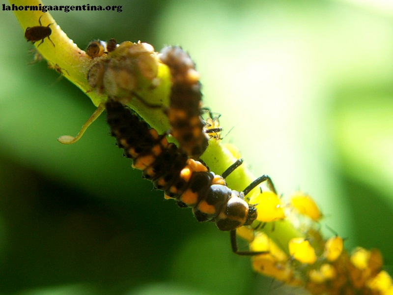 Mariquita larva_2
