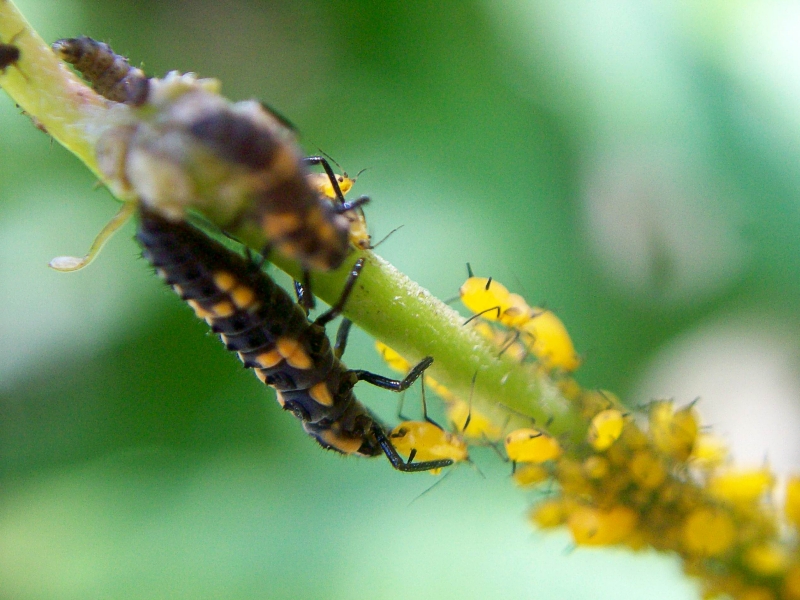 Mariquita larva_4