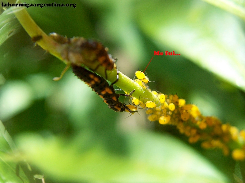 Mariquita larva_7