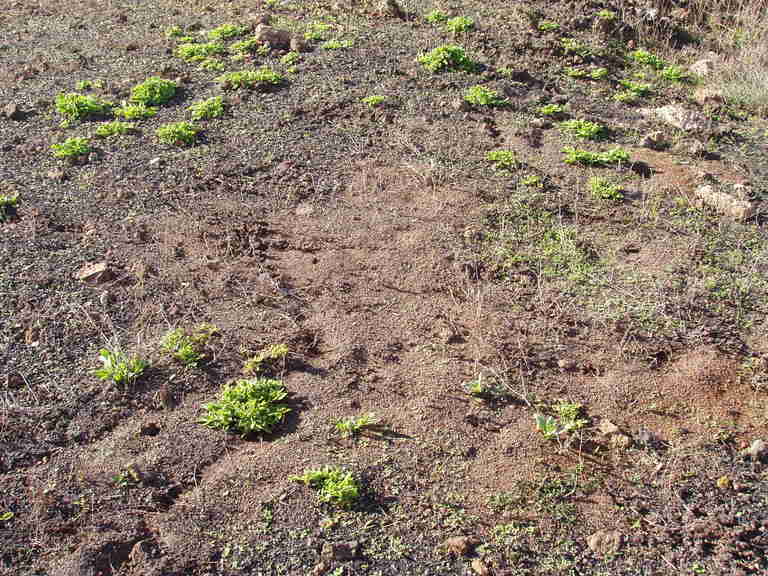 habitat de canarias