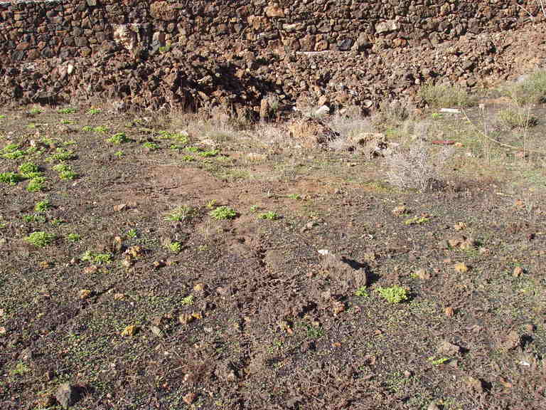 habitat de canarias