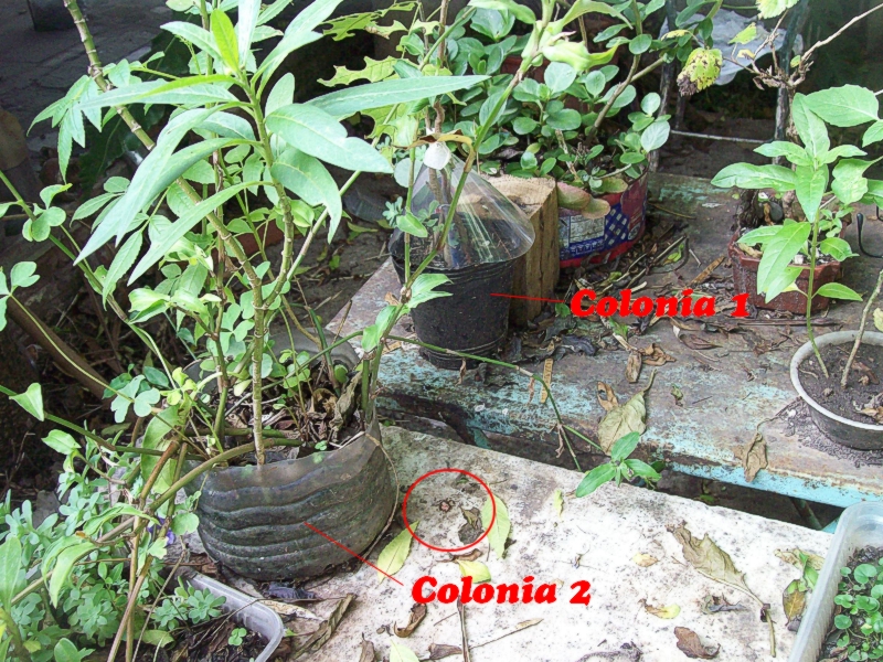 Pheidoles en maceta_3