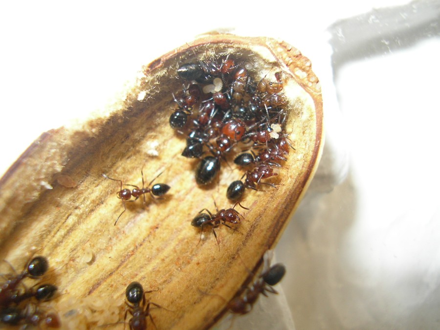 lateralis
