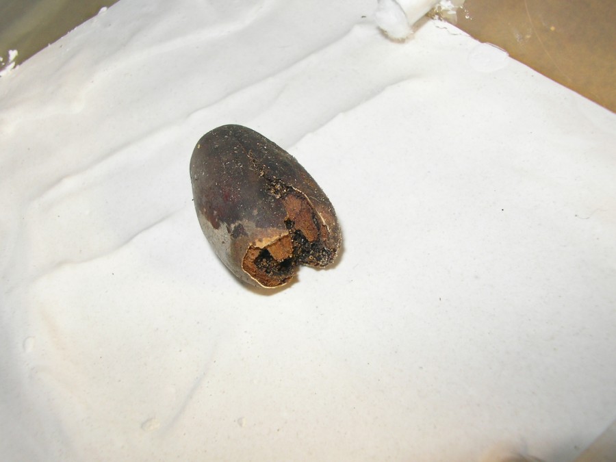 bellota