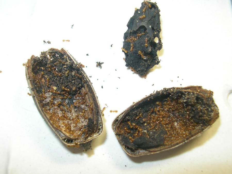 bellota4