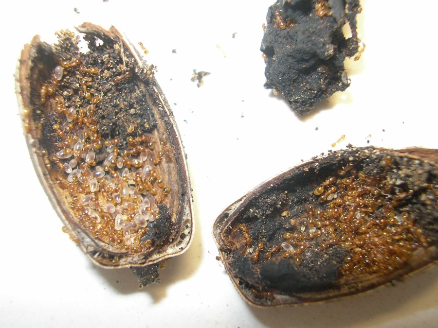 bellota6
