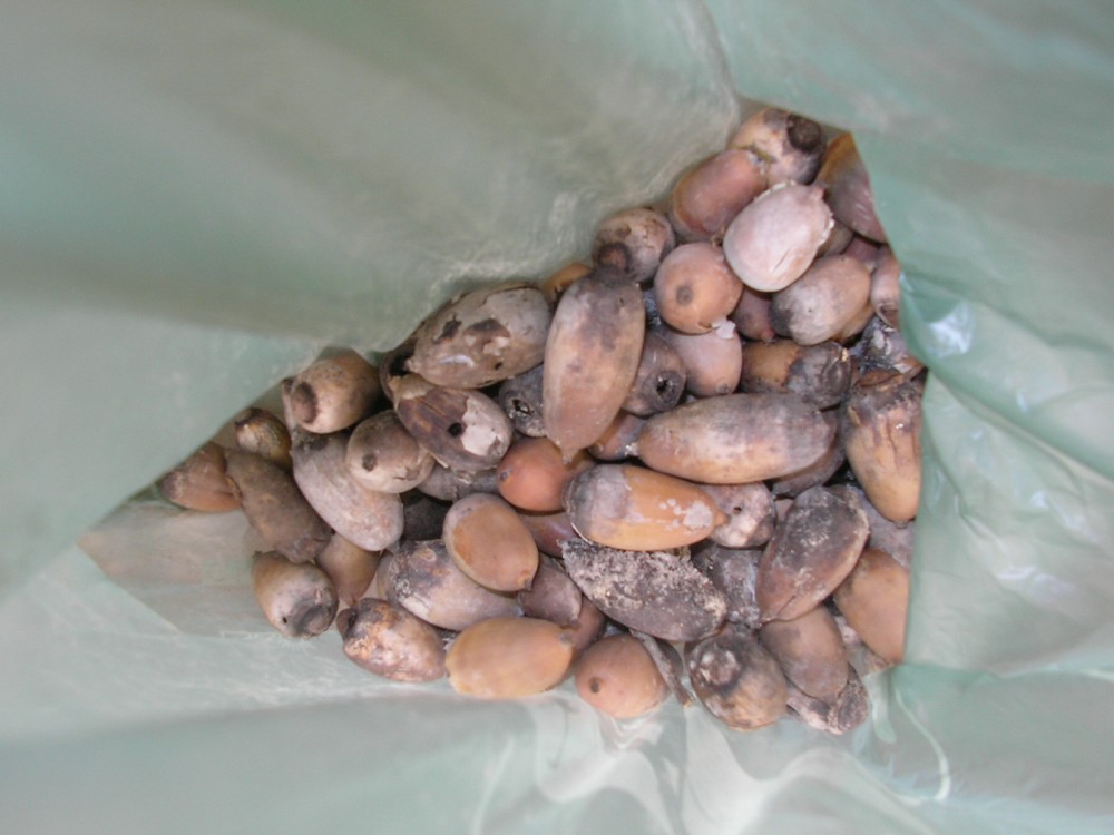 bellotas