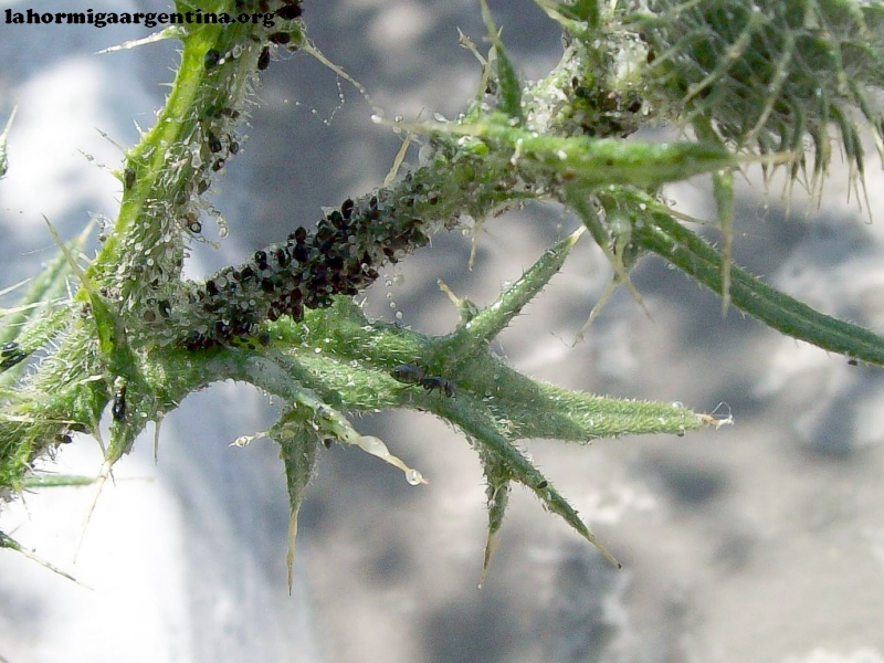 C. sp en cardo_3
