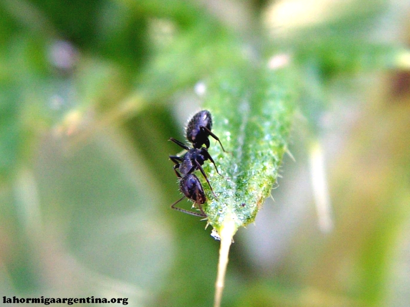 C. sp en cardo_4