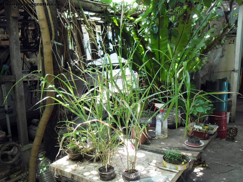 Trigos (Feb 5, 2015)
