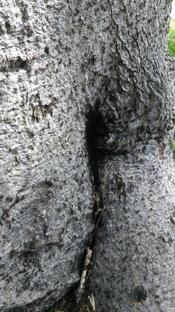 Arbol de Hormigas