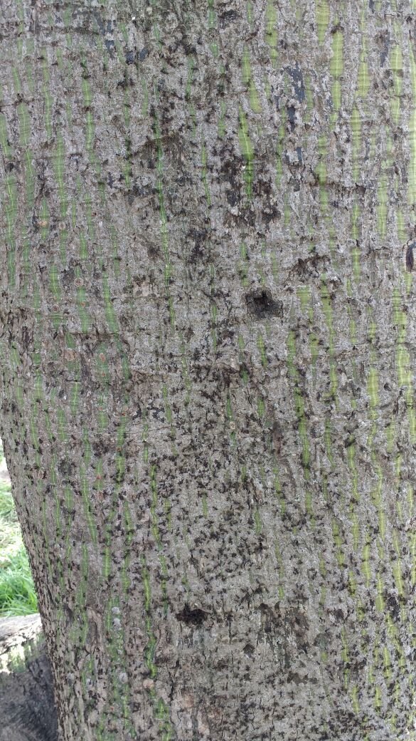 Arbol de Hormigas