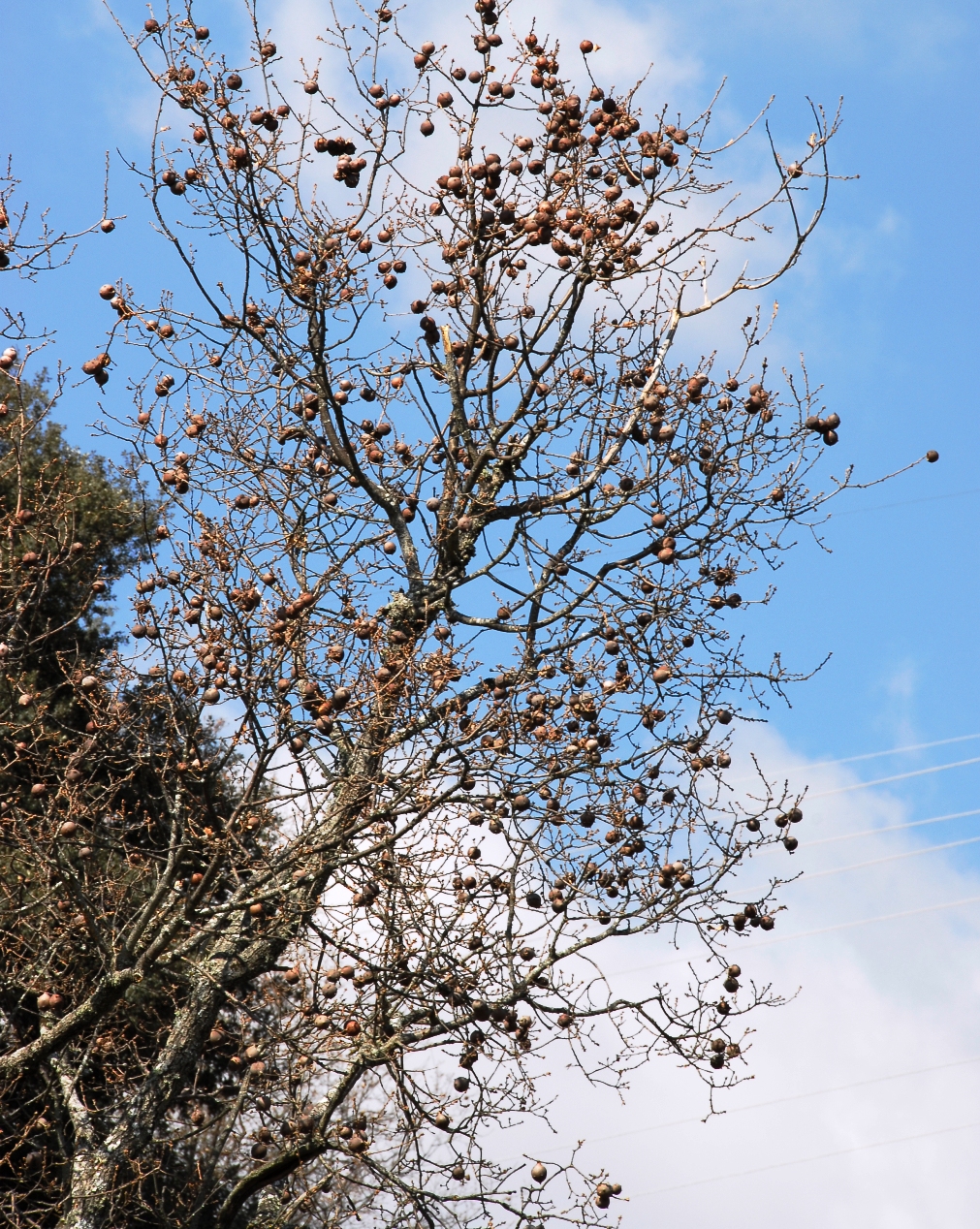agallas en arbol