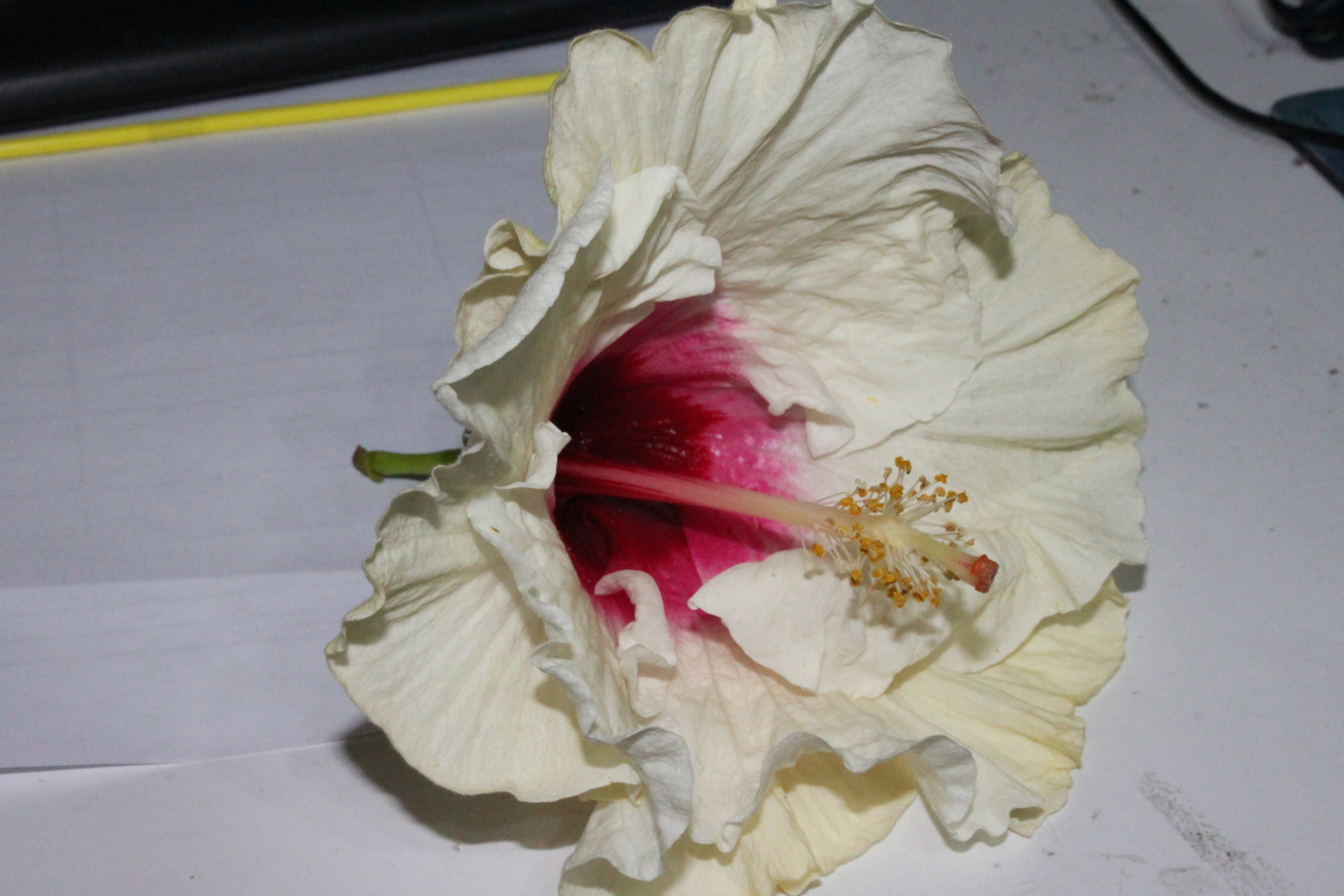 Flor de Hibiscus sp.