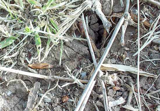 linepithemas