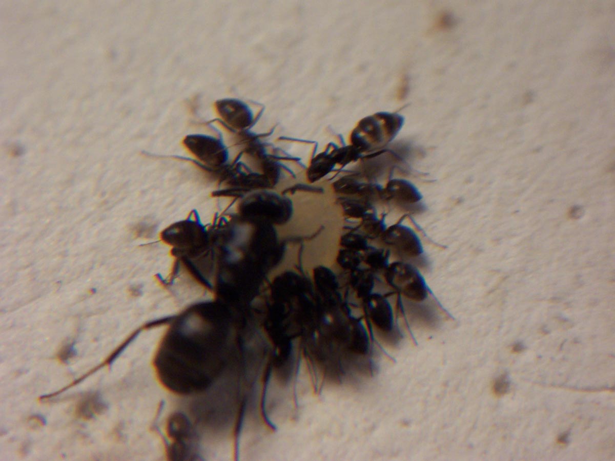 Tapinomas comiendo receta Agar.