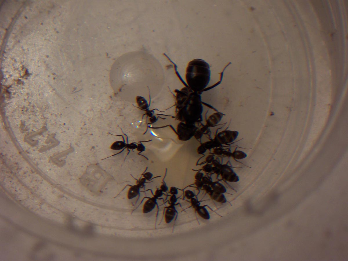 Tapinomas y el agar.