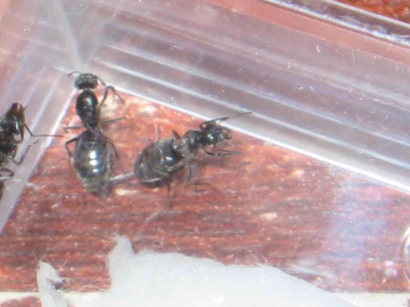 primeras reinas de tapis recogidas