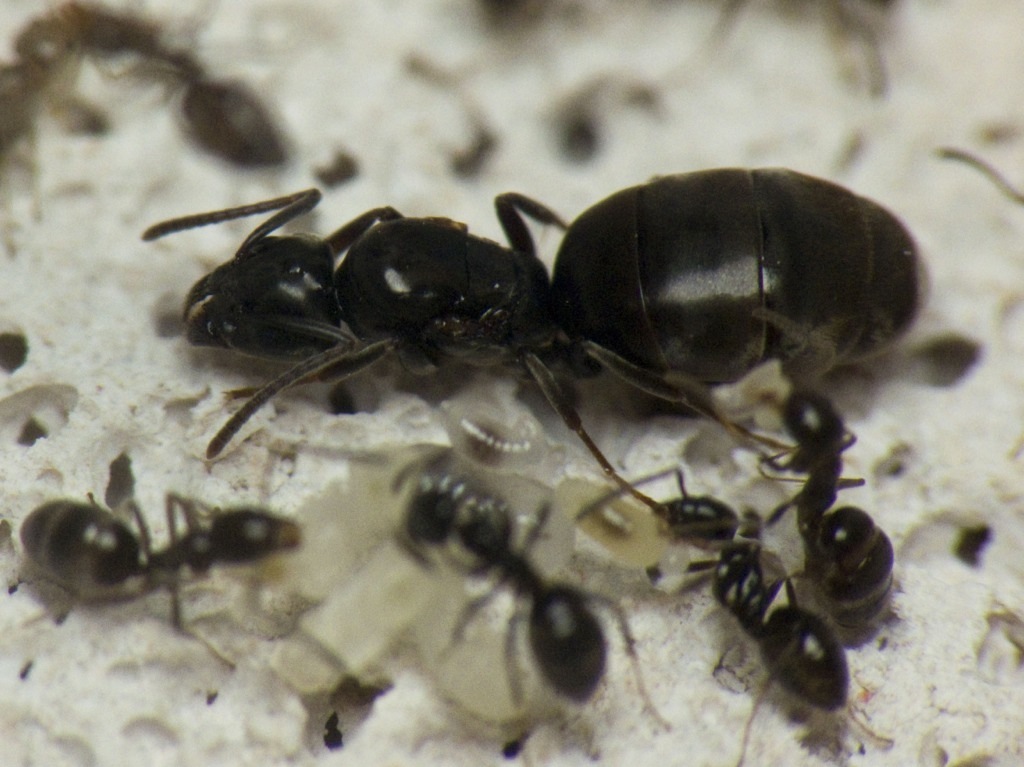 !Tapinoma nigerrimun
