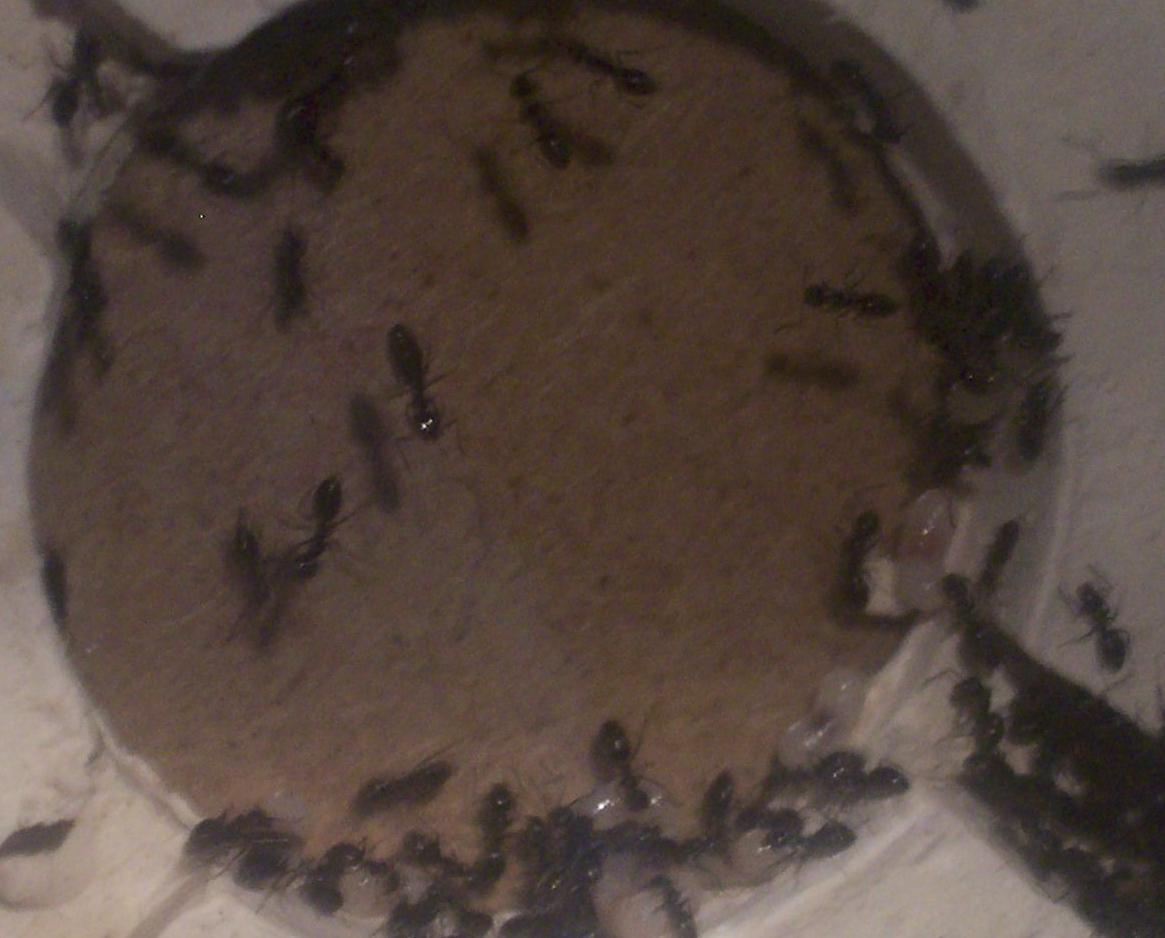 Tapinomas Sylivan