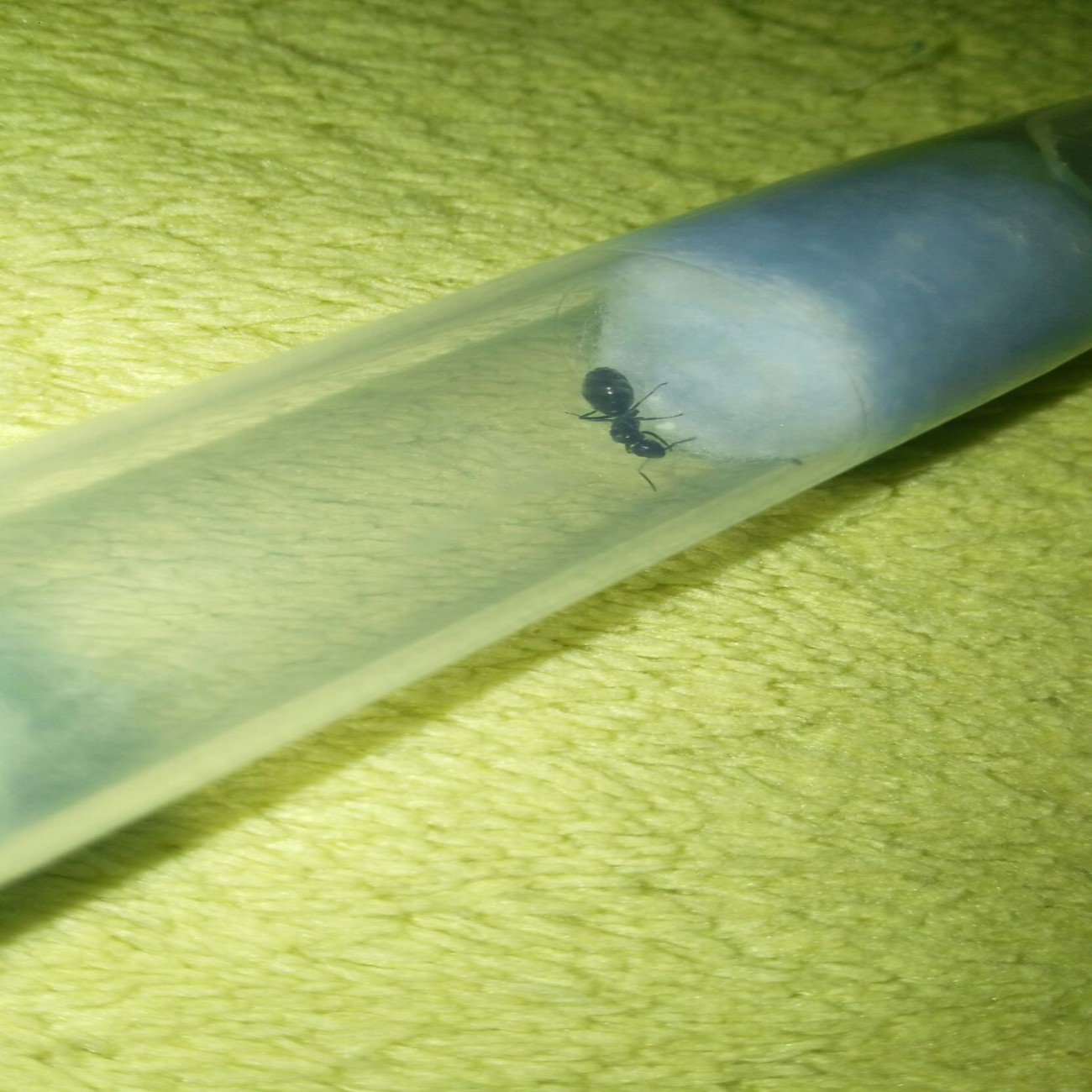 Tapinoma nigerrimum 5