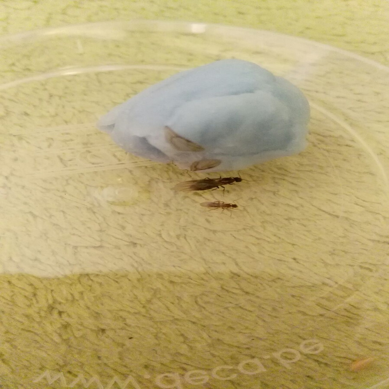 Tapinoma nigerrimum 2