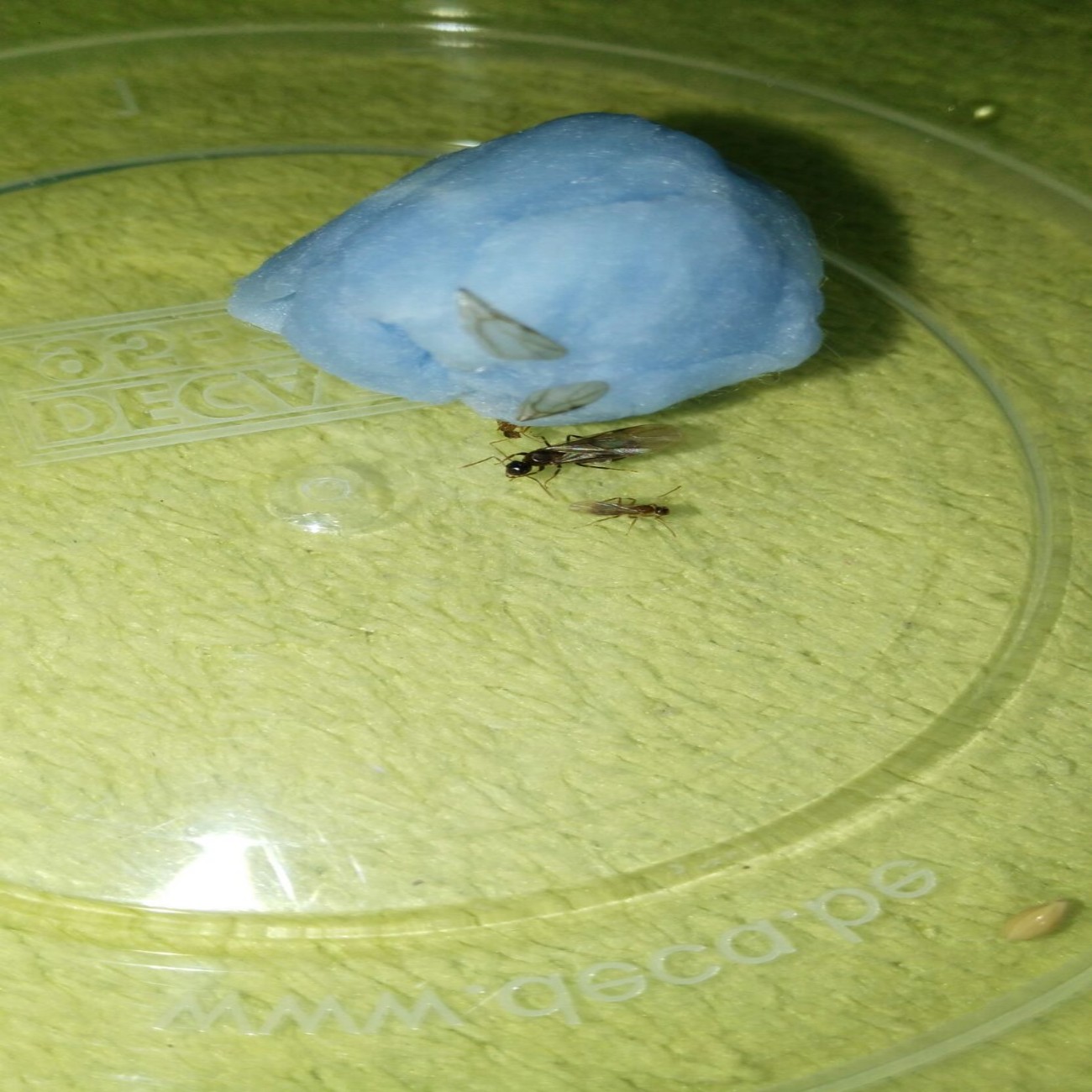 Tapinoma nigerrimum 3