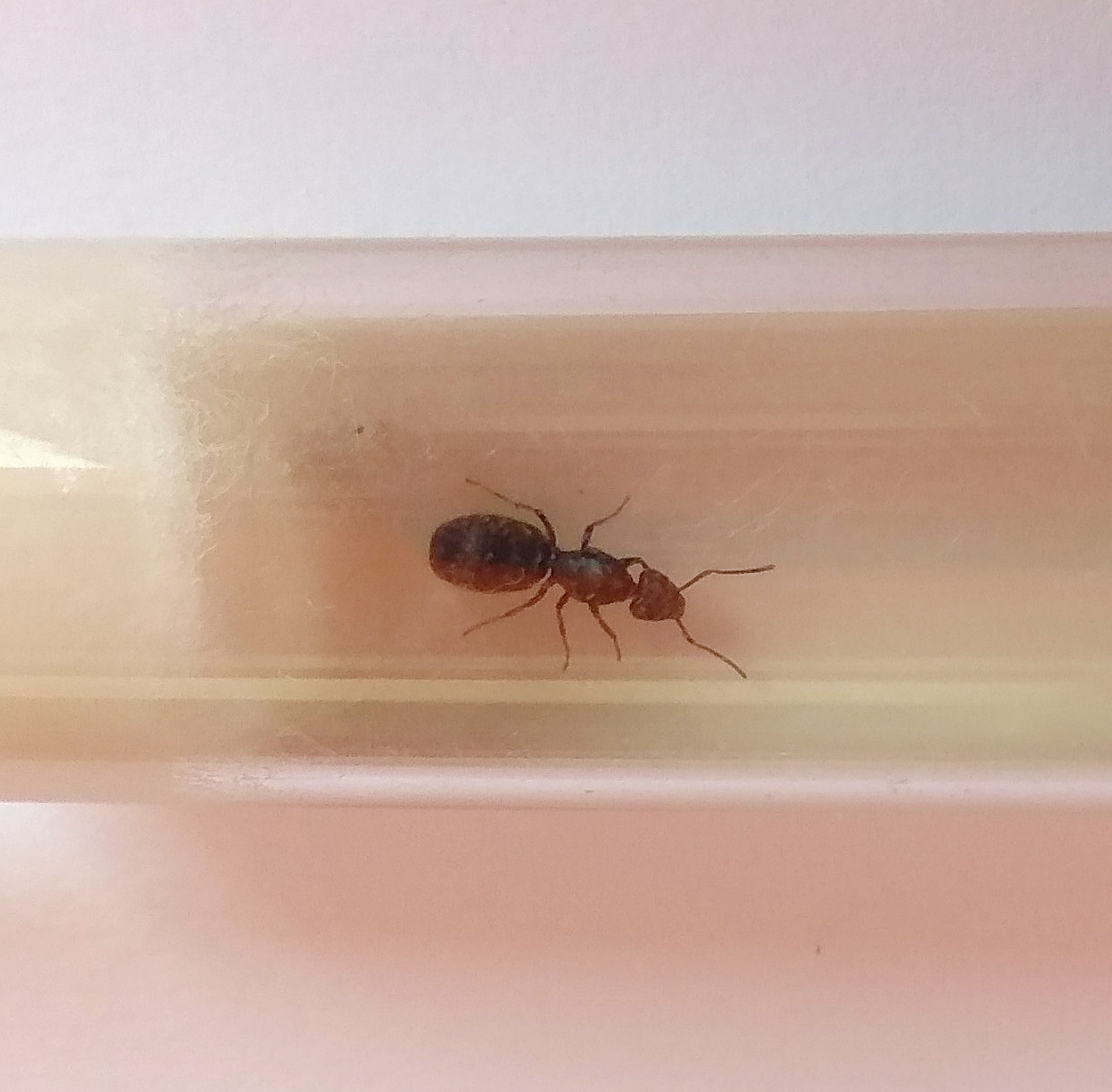 Tapinoma nigerrimum