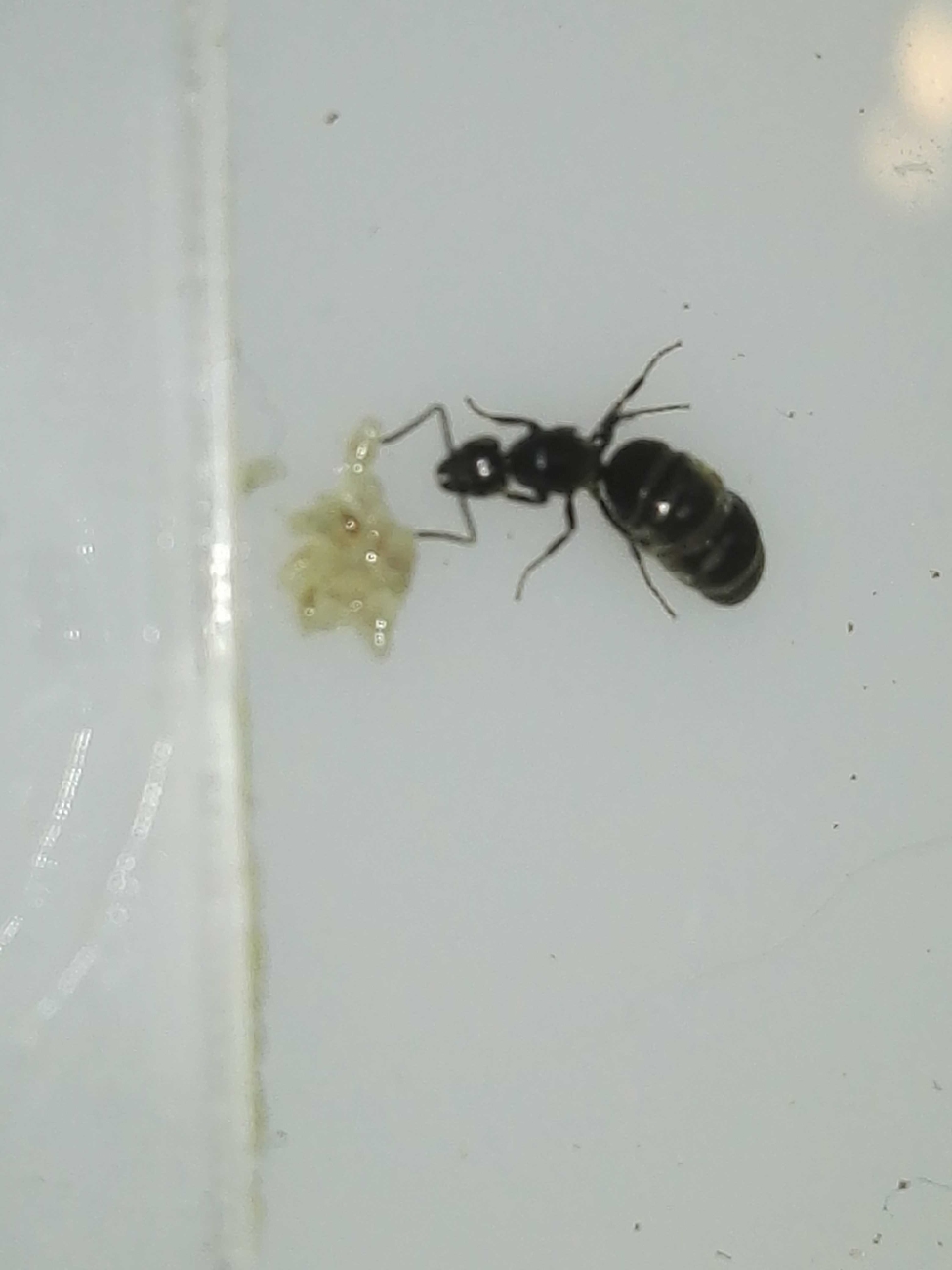 tapinoma