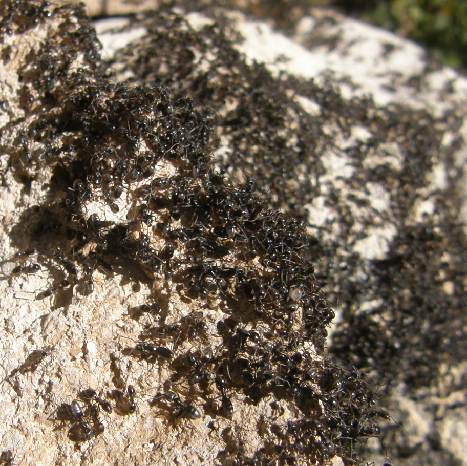 tapi