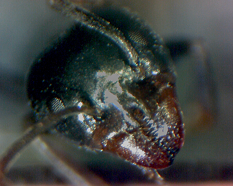 t.erraticum