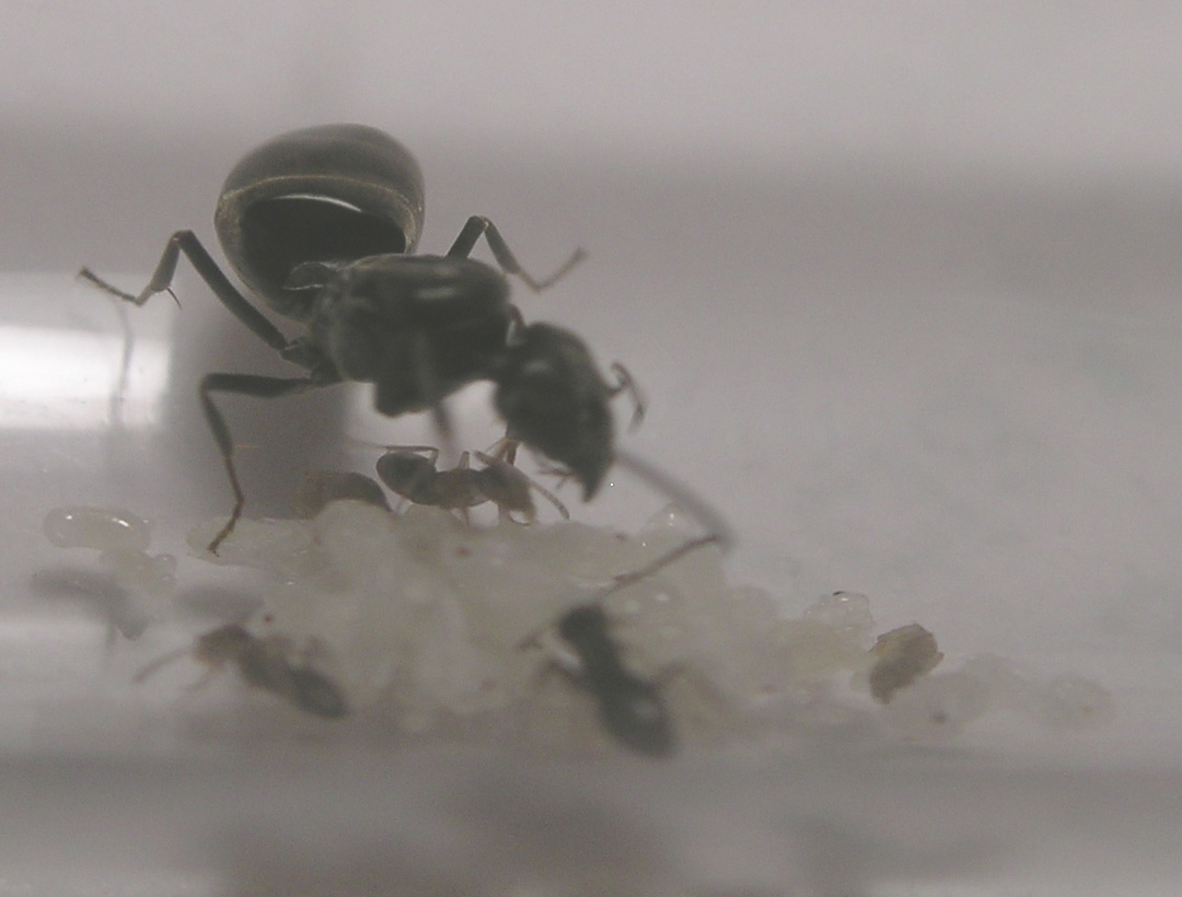 Reina Tapinoma abollada 01