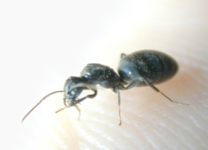 tapinoma