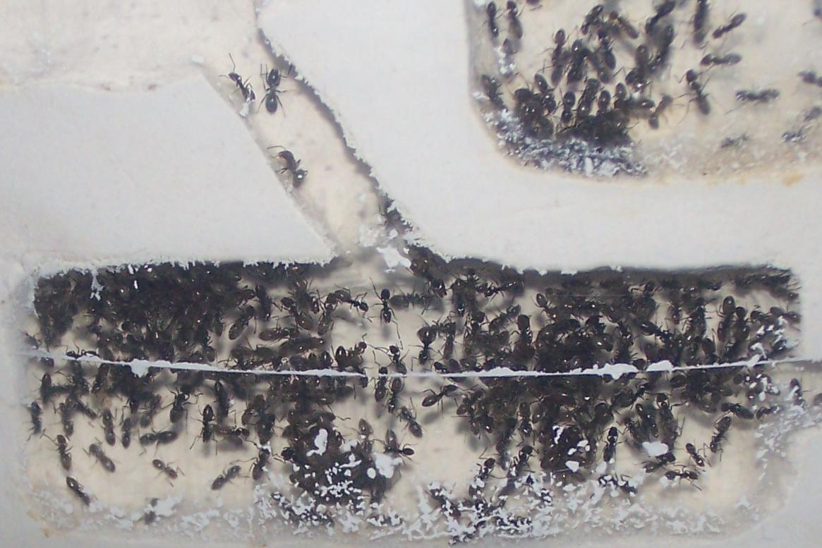 Tapinoma N. Hormiguero