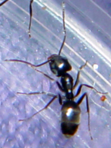 ayuda a identificar