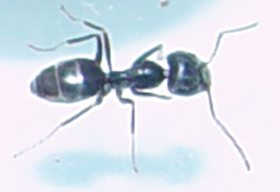 ayuda a identificar