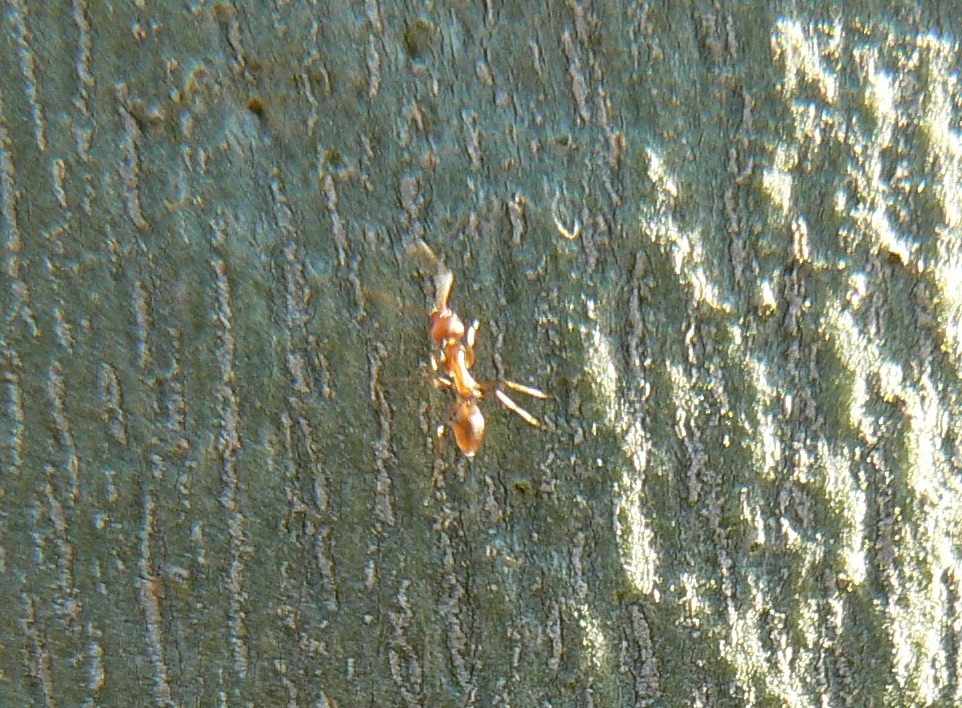 ayuda a identificar