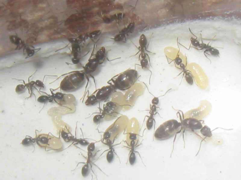 Reinas de hormigas argentinas