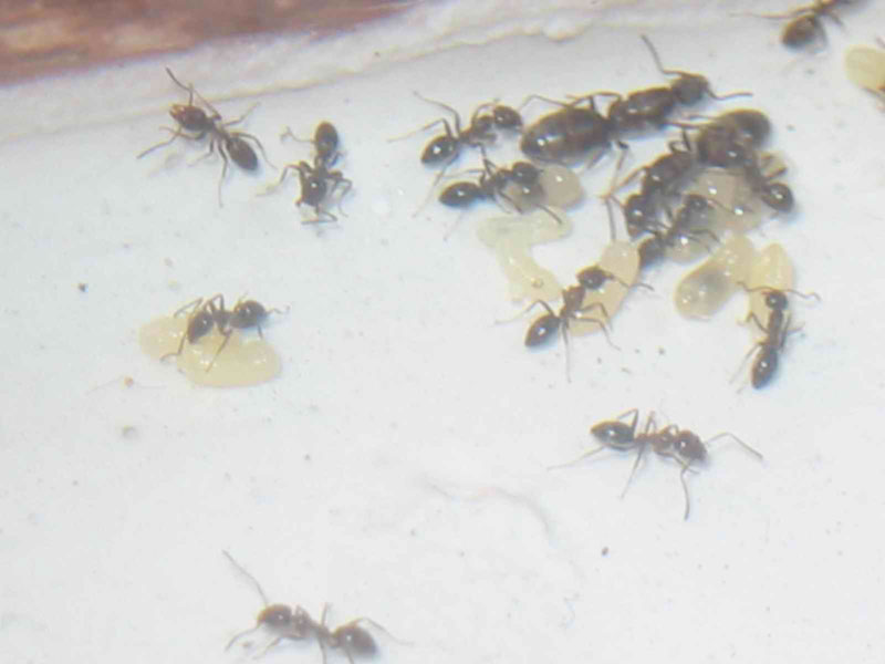 Reinas de hormigas argentinas