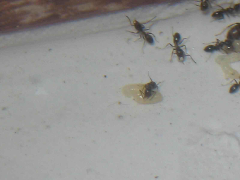 Reinas de hormigas argentinas