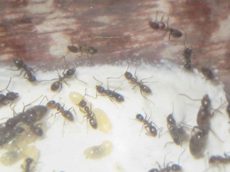 Reinas de hormigas argentinas
