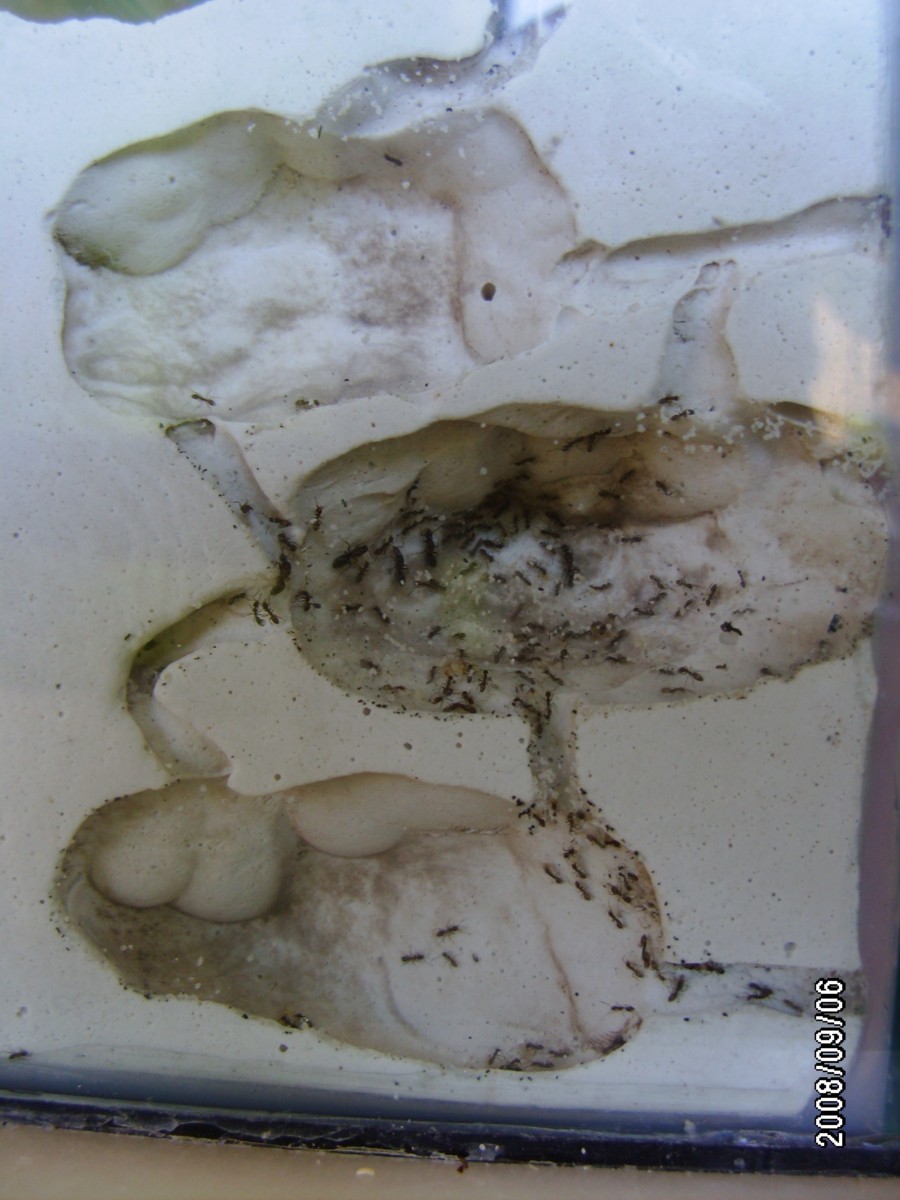 linephitema humile