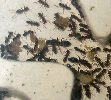 Colonia Linepithema humile