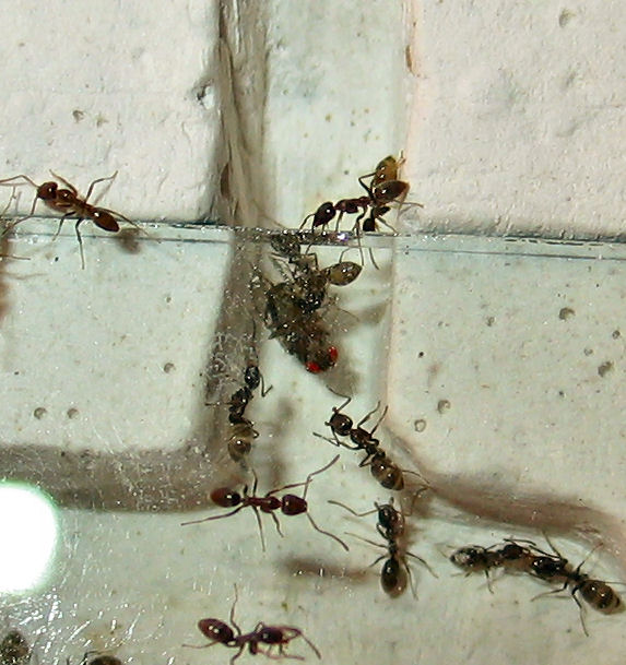 Linepithema humile cazando una Drosophila
