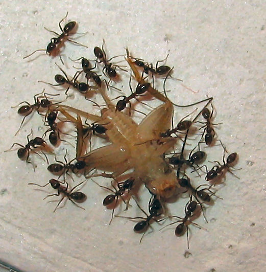 Linepithema humile cazando un grillo