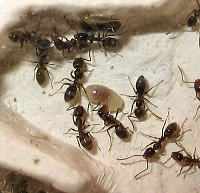 Gran larva de Linepithema humile ?
