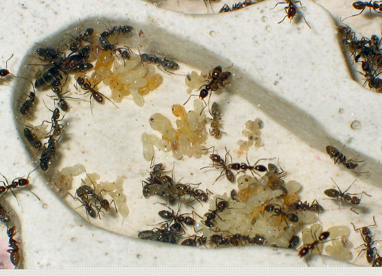 Colonia Linepithema humile